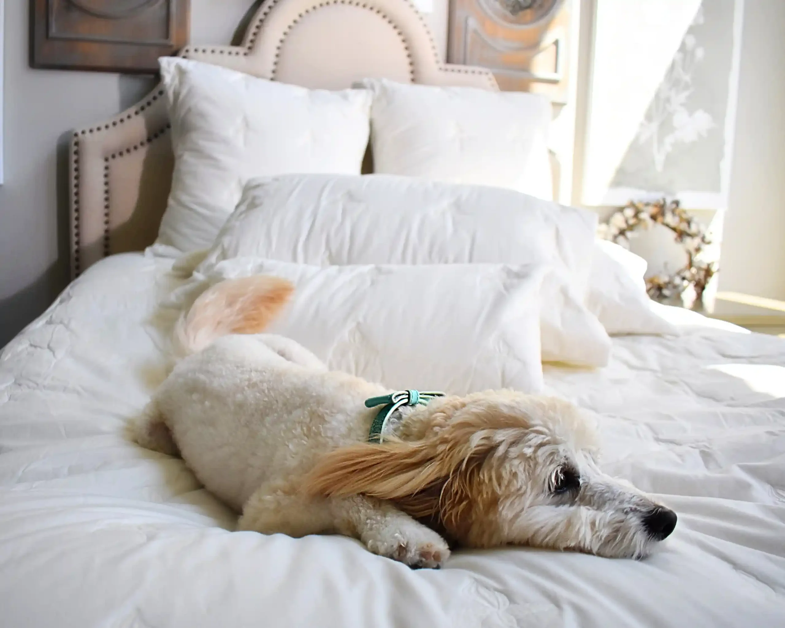 24 Dog friendly